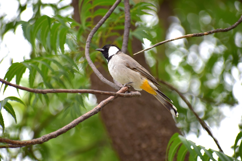 no people, natural, animals in the wild, colorful, low angle view, tree, feather, leaves, perching, one animal, bird, nature, animal themes, focus on foreground