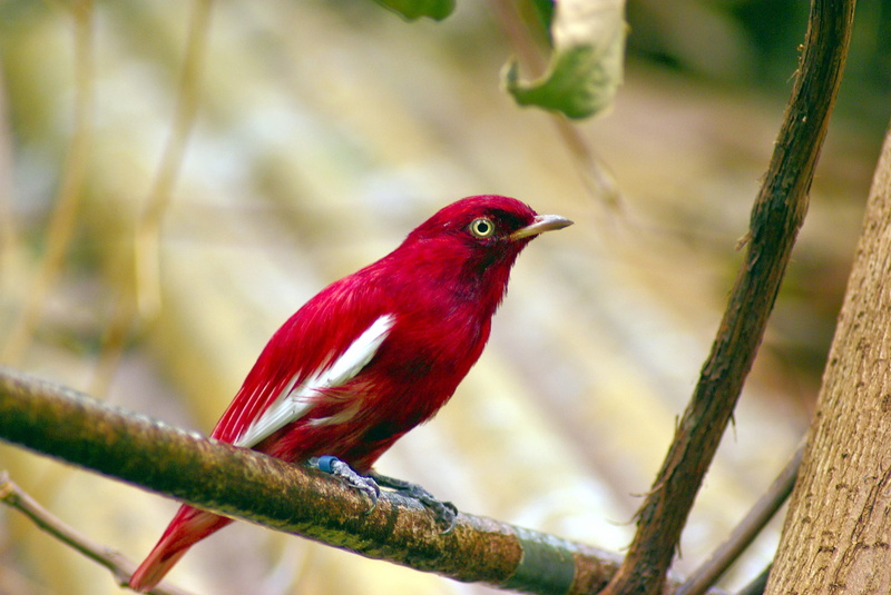 outdoors, 2K, color, nature, plant, animals in the wild, wildlife, branch, cotinga, focus on foreground, animal, tree, plumage, tropical, zoo, exotic