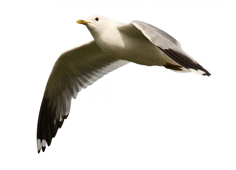 animal wildlife, feathers, flying, spread wings, wildlife, low angle view, birds, flight, white, bird, gray, water birds, nature, feather, plumage, close-up