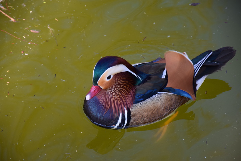 mandarin duck, no people, animals in the wild, swimming, one animal, water, colorful, mandarin ducks, duck, multi colored, bird, day, reflection, animal