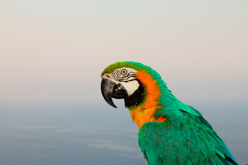 colourful, environment, bird, portrait, multi Colored, blue, 4K, sky, feather, no people, wildlife, color, beak, parrot, avian, pets, tropical bird, perched