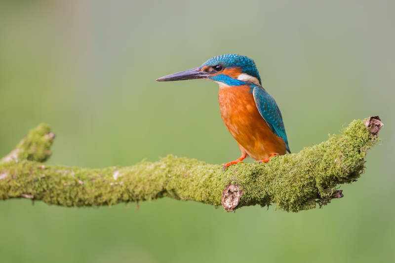 4K, bright plumage, bird, background, green, Kingfisher, branch, moss