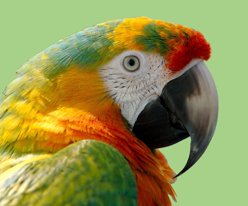 orange, colorful, feather, parrot, beak, animal themes, close-up, exotic, feathers, macaw, yellow, wild, avian, portrait, 2K, multi colored, animal body part
