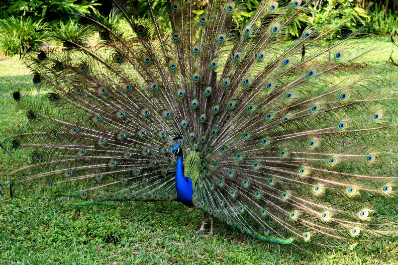 peacock, male animal, peacock feather, animal wildlife, nature, pattern, field, beak, animal themes, green color, colorful, no people, elegant, land, peafowl