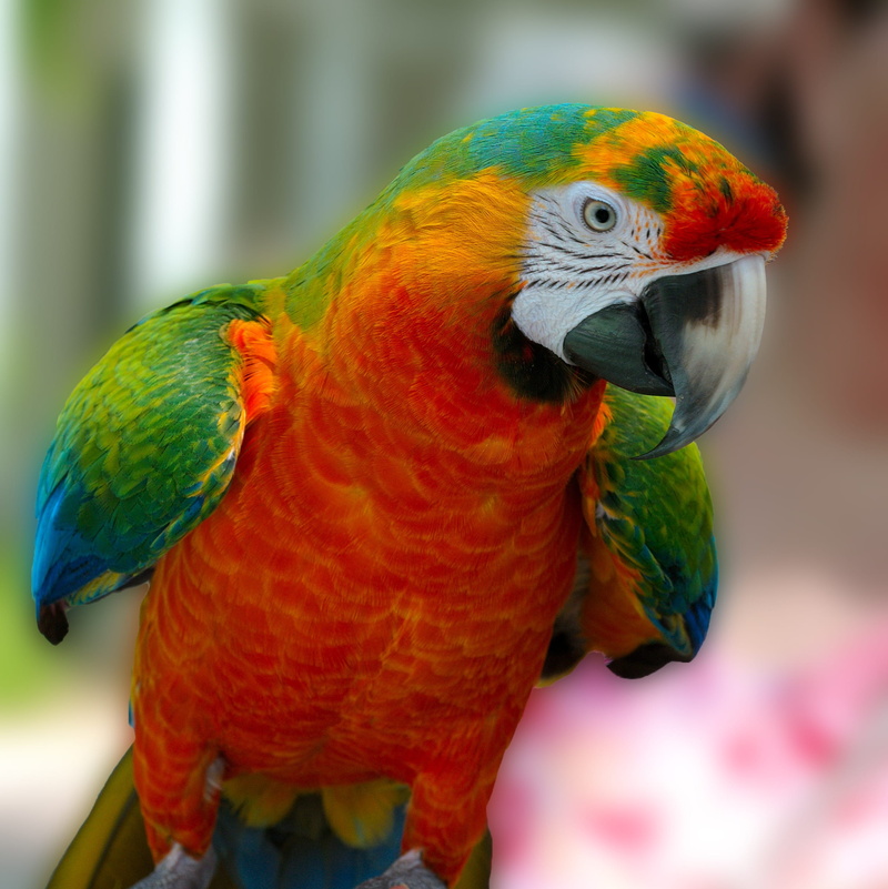 multi colored, bird, vibrant, vertebrate, cute, focus on foreground, colorful, scarlet, portrait, tropical, pet, outdoors, animal wildlife, exotic, animals in the wild