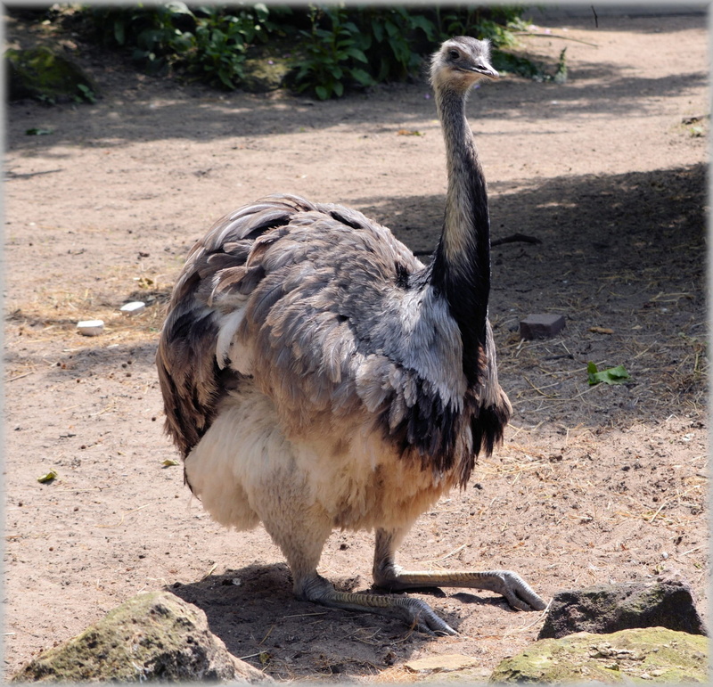 herbivorous, flightless, field, struthio camelus, big, zoology, white, vertebrate, zoo, one animal, black, shadow, fauna, single, standing, day, alone
