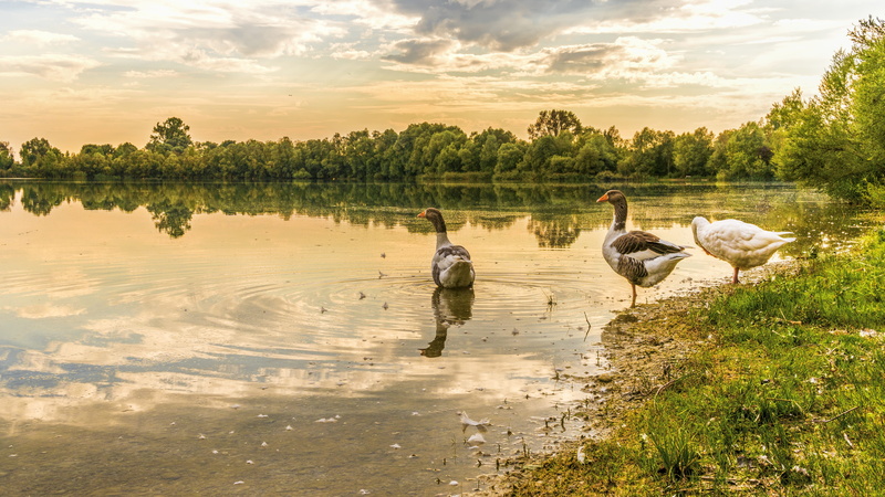 plumage, beautiful, animals, bank, lake, bright, no people, trees, feather, landscape, large group of animals, vertebrate, near, tree, sky, two