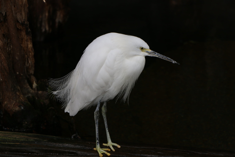 animal themes, waiting, focus on foreground, vertebrate, wood - material, animal wildlife, plumage, white color, outdoor, animals in the wild, perching