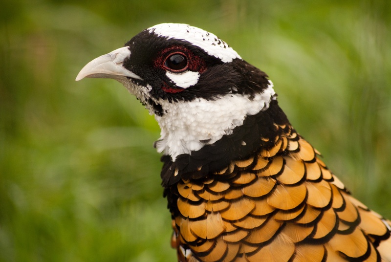 gold, close, close-up, looking, no people, plumage, beak, animal head, animal eye, profile, bird, animal body part, elegant, wildlife, pheasant, vibrant