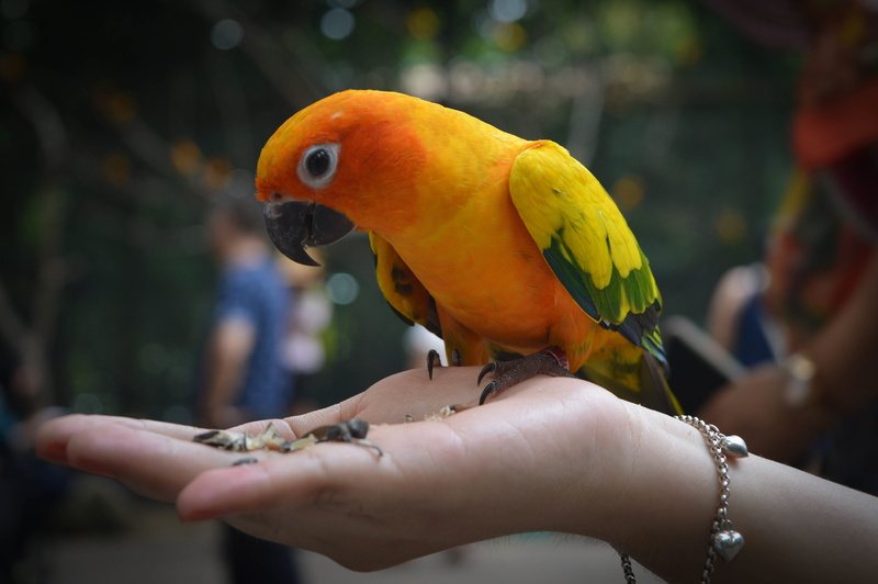 green, bright, wings, person, feathered, focus on foreground, animals in the wild, flying, rainbow lorikeet, vivid, perch, colorful, vertebrate, exotic