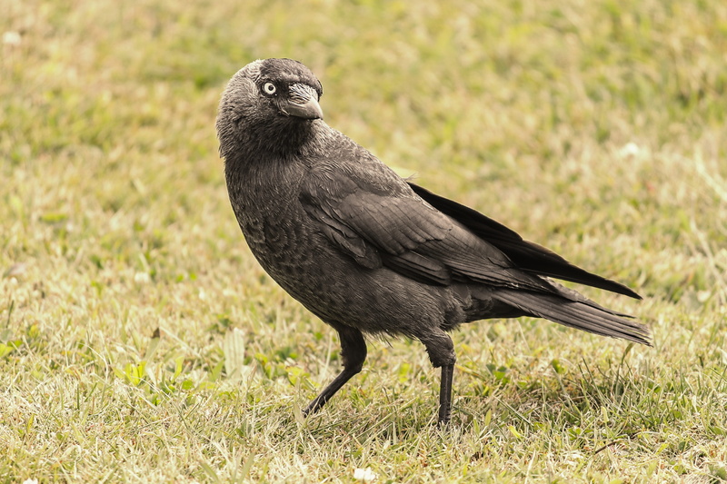 animal world, bird, no people, nature, plant, full length, feather, day, raven bird, animal picture, bill, plumage, bright blue eyes, animal wildlife, raven - bird