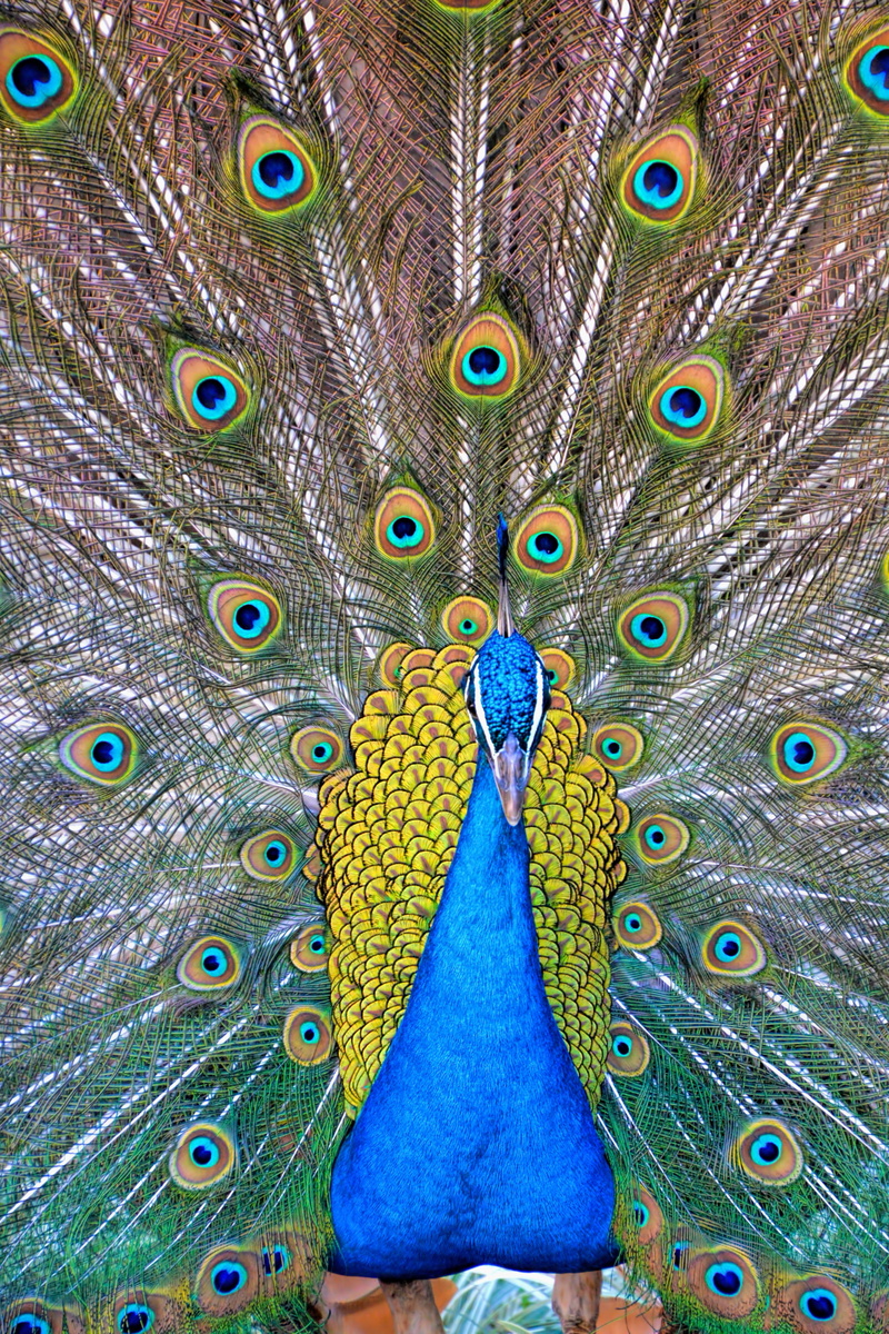 tail, birds, 4K, design, vibrant color, animal, animal themes, animal head, colorful, bird, wildlife, beauty in nature, nature, green, multi colored, close-up