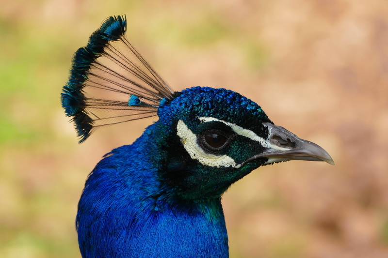 tropical, 5K, animal themes, no people, outdoors, animal neck, male animal, peafowl, animal head, profile view, animal body part, bright, elegant, beak