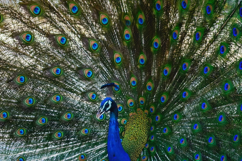 dance, plumage, beauty in nature, blue, 1080P, no people, exotic, natural pattern, poultry, one animal, close, nature, vibrant, beauty, animal wildlife