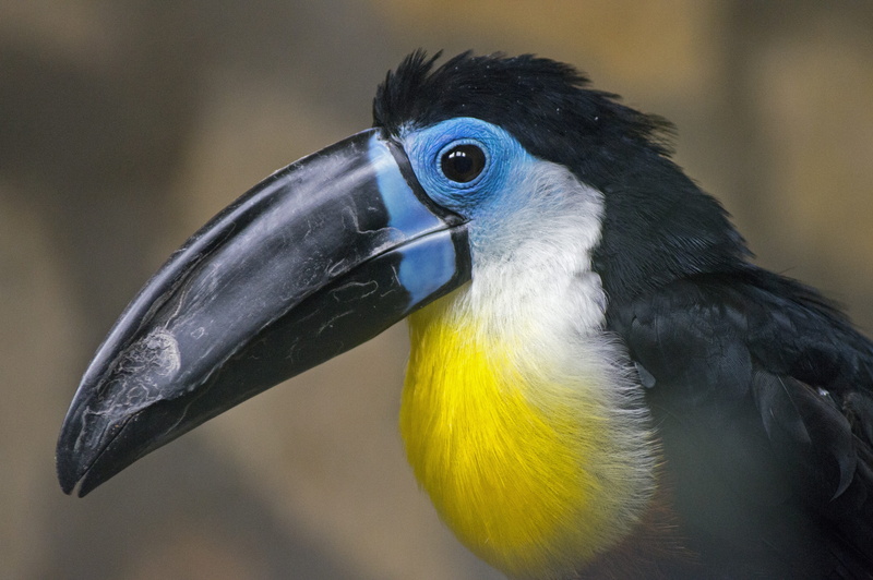 beak, colorful, animal eye, hornbill, portrait, nature, exotic, vertebrate, animal, yellow, black color, bird, plumage, focus on foreground, no people
