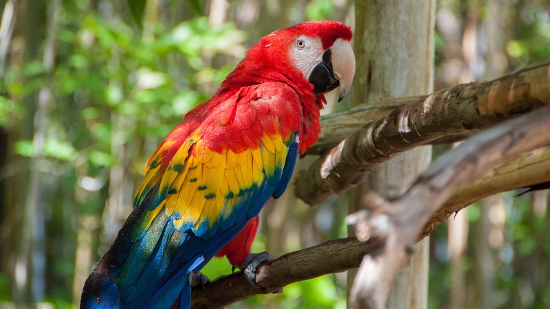 light, colorful, pole, branches, blue-yellow-red, look, background, nature, 4K, bird, bright plumage, parrot, post, Ara, perch, bokeh, drops