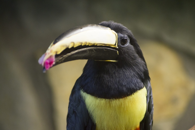 beak, day, animals in the wild, animal body part, hornbill, parrot, 4K, close-up, nature, toucan, one animal, looking, exotic, black color, animal head