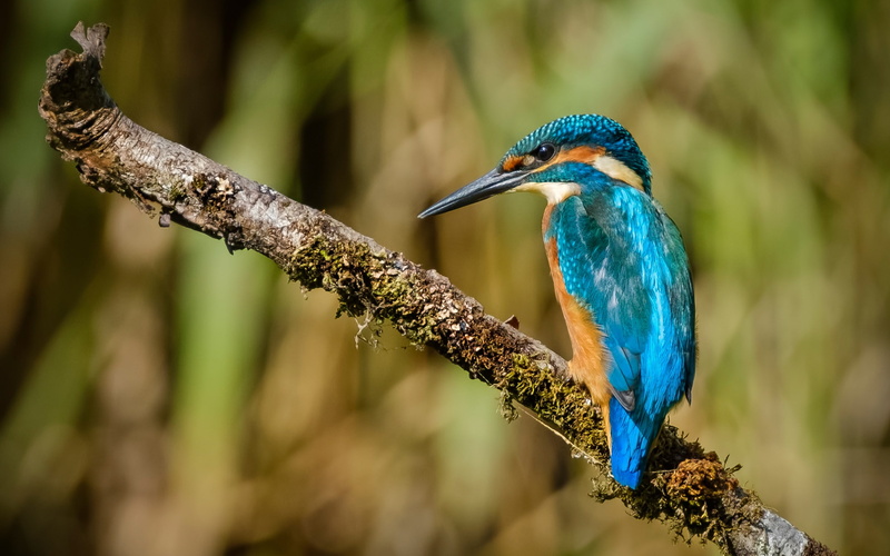 Kingfisher, bokeh, blur, bright plumage, branch, bird, background, 1080P, blue