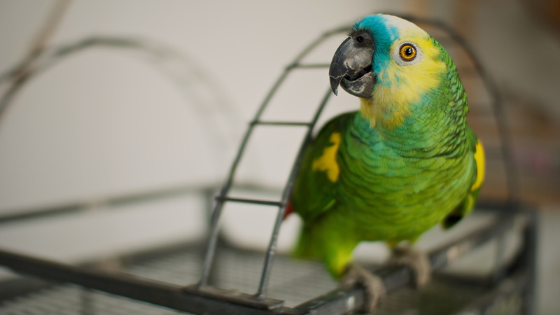bokeh, blur, green, parrot, arc, bird, cell, 4K, Jaco, bright plumage, look, background