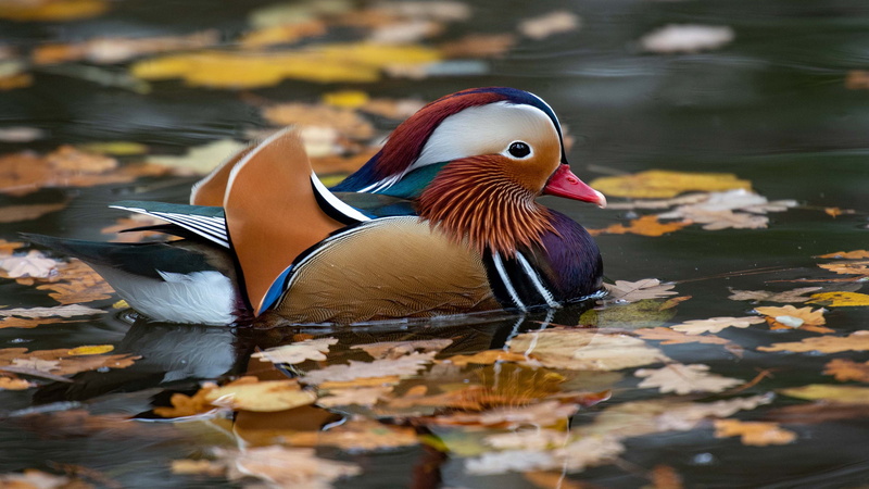 reflection, leaves, bright plumage, 4K, duck, pond, water, autumn, handsome, tangerine, bird, swimming, male
