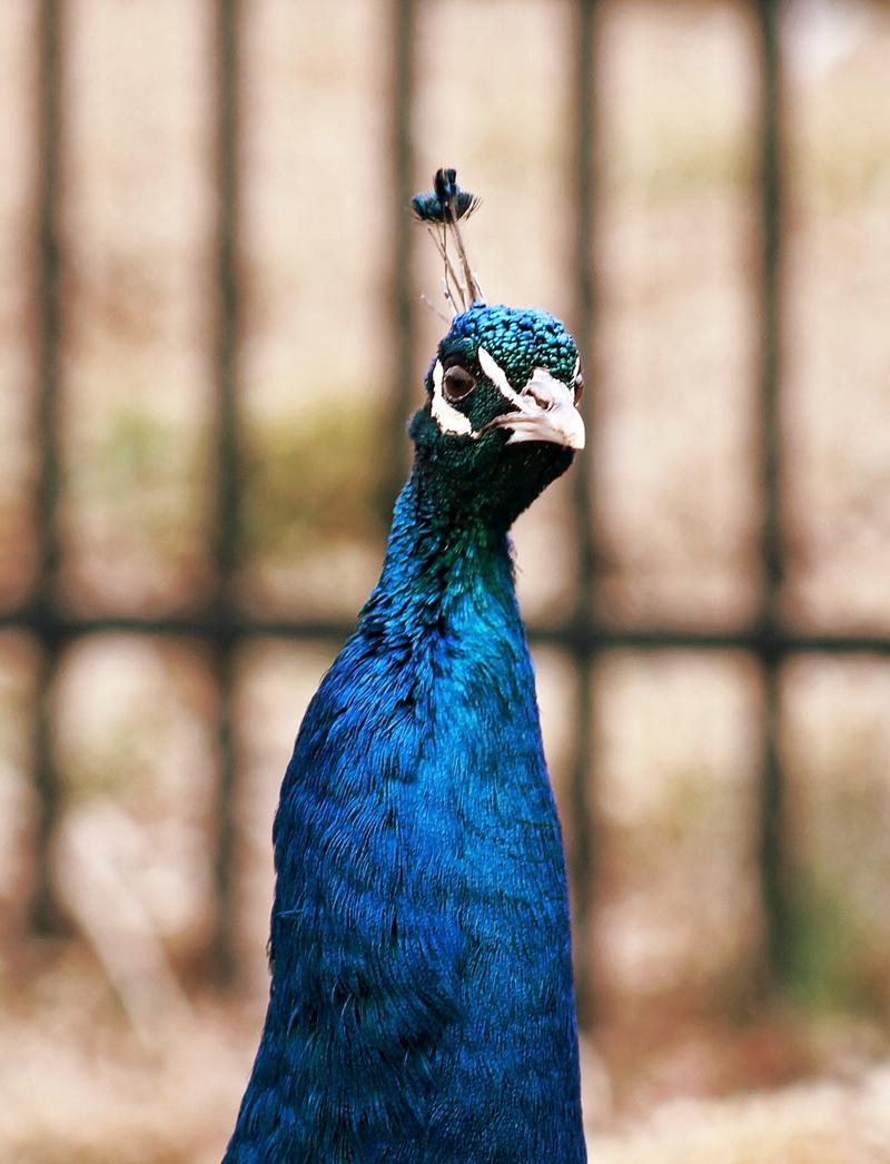 plumage, animals crest, color, animal, looking, animals in the wild, close-up, animal body part, animal eye, peahen, animal themes, head, 4K, nature, animal wildlife