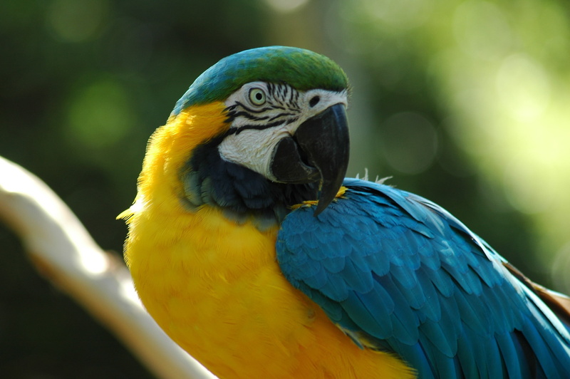 wing, bird, vertebrate, feather, tropical, beauty in nature, blue, gold and blue macaw, exotic, one animal, colourful, eye, beak, 2K, vivid, avian, yellow