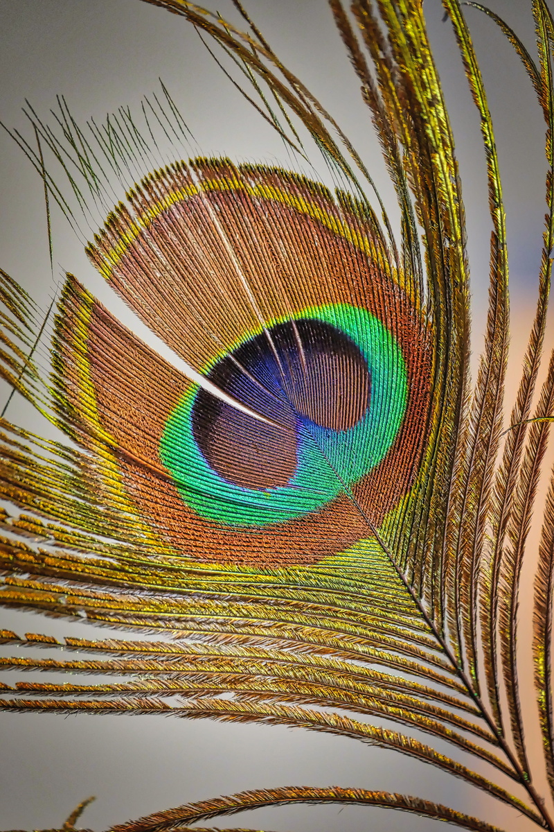 5K, multi colored, no people, close-up, pattern, animal themes, feather, vertebrate, color, colorful, bird, peacock, animal wildlife, one animal, beautiful