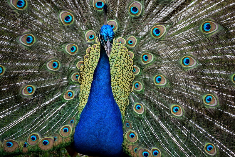 feathers, colorful, animal head, peacock feather, animal wildlife, iridescent, close-up, one animal, multi colored, animals in the wild, beak, elegant