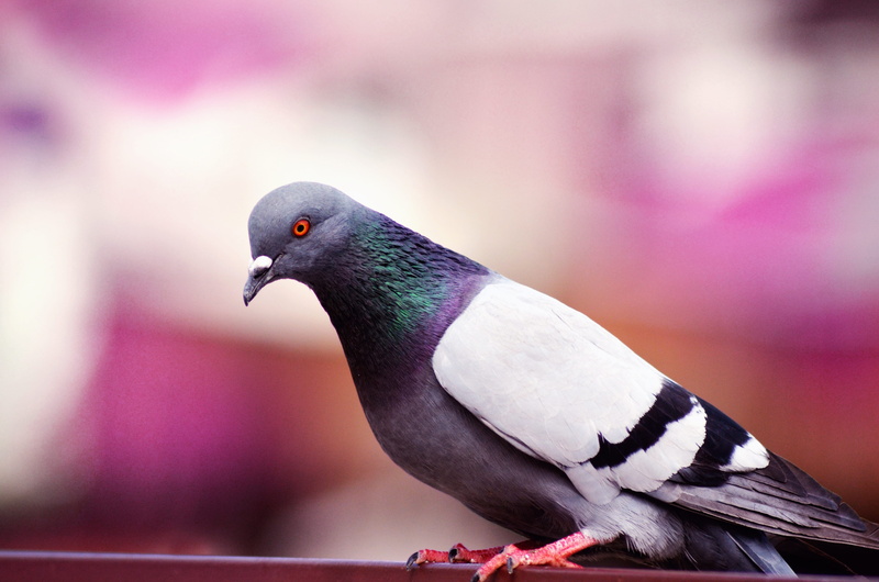 animal, nature, dove - bird, depth of field, profile view, bird, no people, feathers, focus, blur, perched, 4K, wild animal, bright, side view, focus on foreground