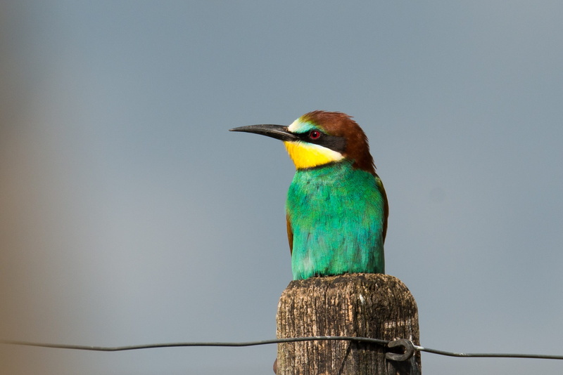 close-up, one animal, colorful, kingfisher, wildlife, 1080P, no people, animal wildlife, brown, animals in the wild, post, environment, beautiful, animal