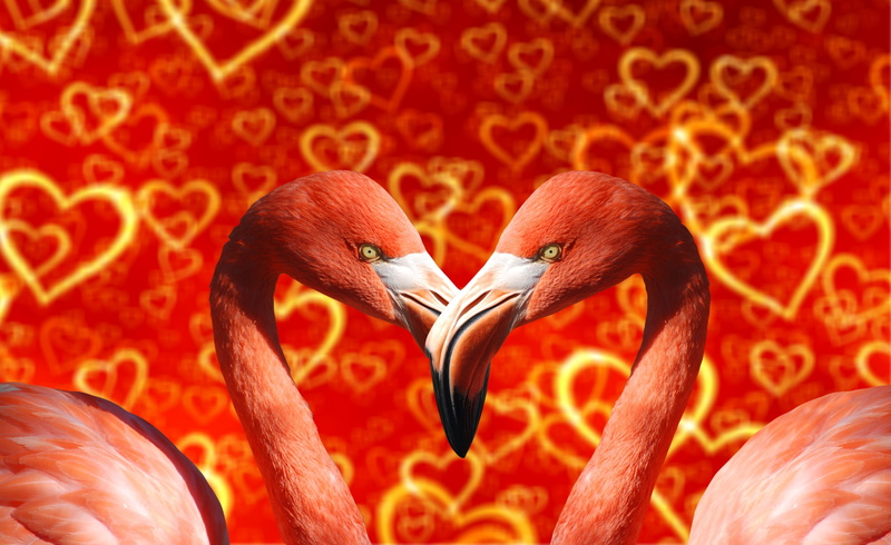 pattern, beak, pink, care, bird, valentines day - holiday, heart shape, positive emotion, animal themes, vertebrate, close-up, red, texture