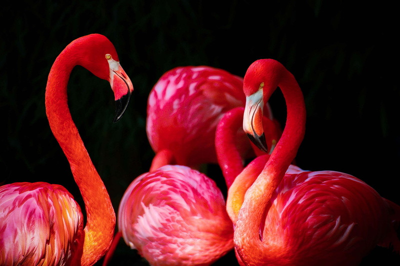 food, pink color, beauty in nature, animals, love, outdoors, birds, black background, animal wildlife, flamingos, vertebrate, 4K, vibrant color, studio shot