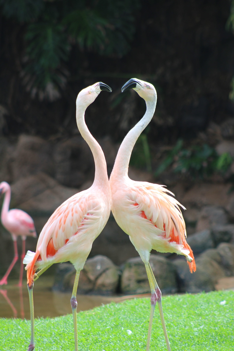 outdoors, in love, freshwater bird, pink flamingo, group of animals, beauty in nature, two animals, fauna, day, bird, animal neck, pen, animal themes, animal