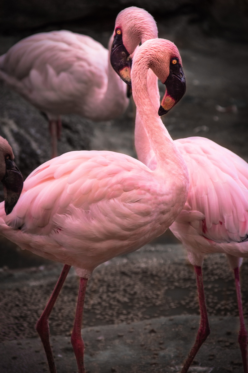 feathers, pink color, animal neck, beauty in nature, group of animals, close-up, vertebrate, 5K, bird, lake, no people, harmony, animals, flamingo, germany