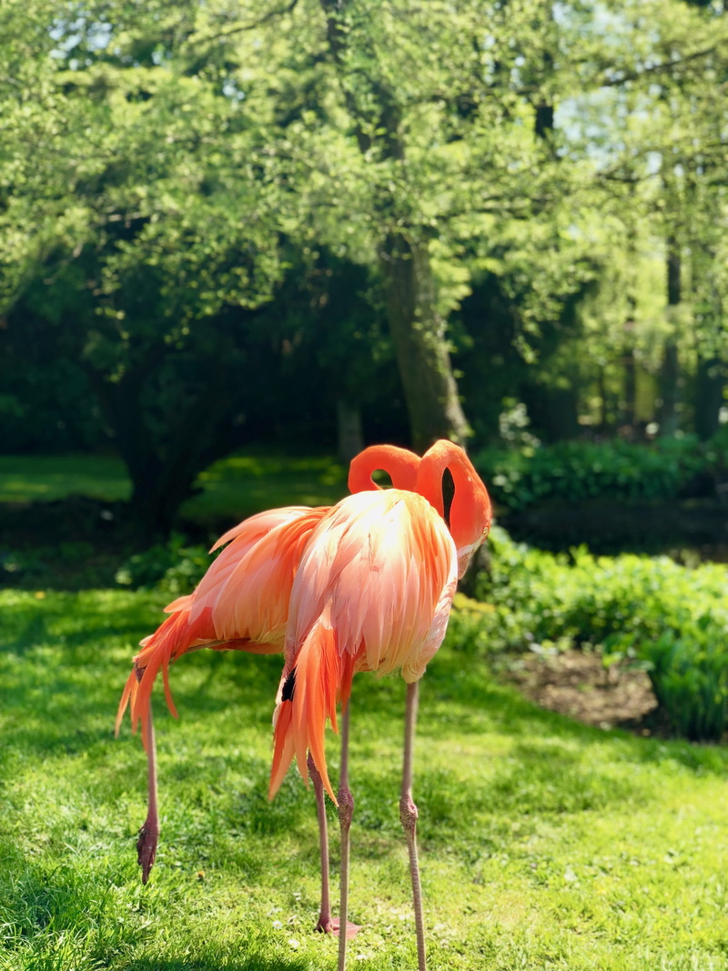 vertebrate, feather, animal themes, couple, bird, animals in the wild, green color, grass, one animal, animals, animal wildlife, no people, beauty in nature