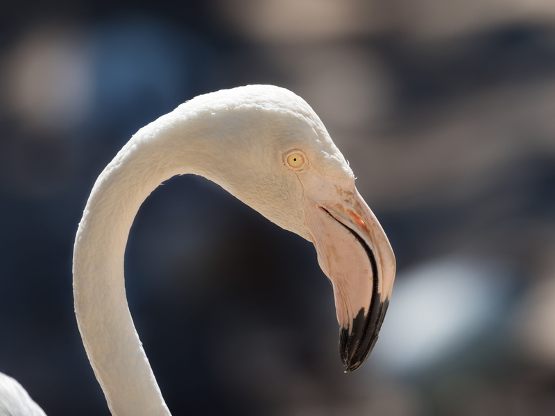 beauty, freshwater bird, animal, white color, beak, close-up, flamingo, vertebrate, wild, graceful, water, love, animal eye, peaceful, feathers, day, isolated