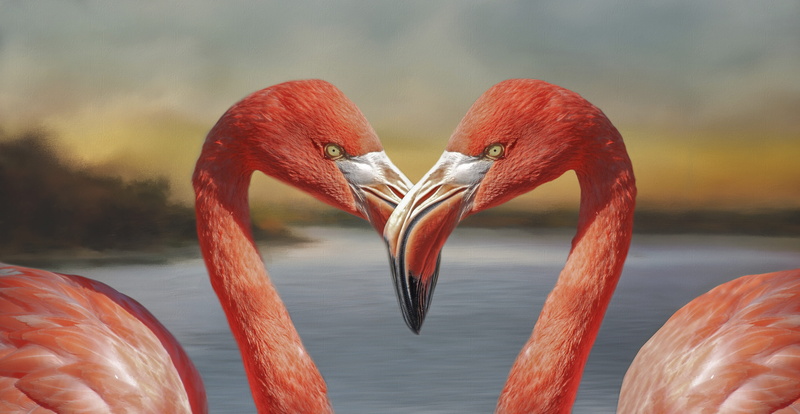 vertebrate, close-up, flamingos, bird, photography, two animals, heart shape, animal neck, focus, no people, two, water, wildlife, flamingo, 4K, group of animals