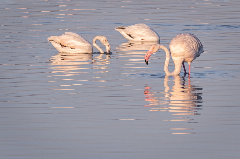swans, water, beauty, swimming, vertebrate, lake, drinking, waterfront, 2K, no people, two animals, river, zoology, group of animals, beautiful, day, greater flamingoes