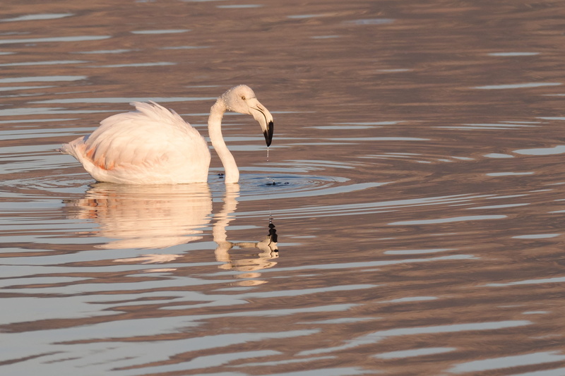 elegance, animal neck, graceful, white, river, animal themes, beautiful, water bird, waterfront, day, rippled, one animal, no people, water, swan, feathers