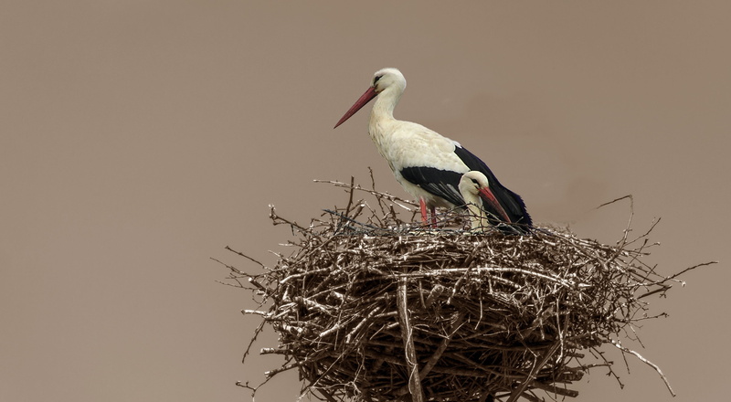 vertebrate, feather, clear sky, two, pride, sky, animal nest, animal themes, plumage, outdoors, no people, togetherness, flamingos, plant, pair, nature