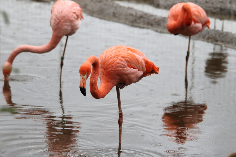 nevolya, no people, focus on foreground, rain, day, animal, animal wildlife, bird, beak, vertebrate, flamingo, 1080P, lovely, zoo, animal themes, waterfront