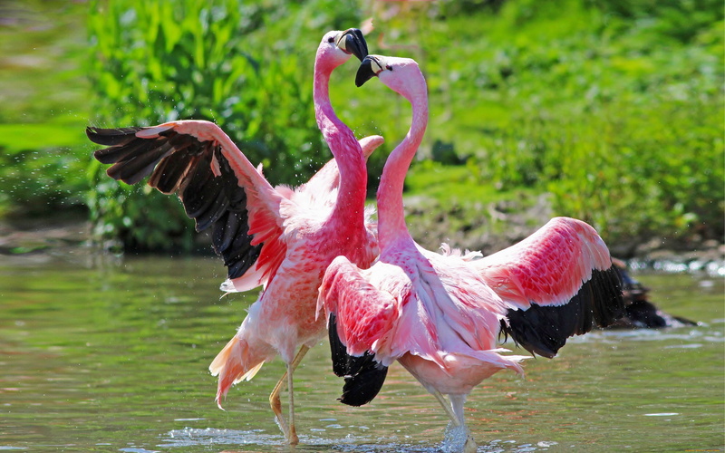 water, animal wildlife, 4K, flamingo, spread wings, group of animals, flying, beak, animal neck, pink color, animal body part, animal, desktop, two animals