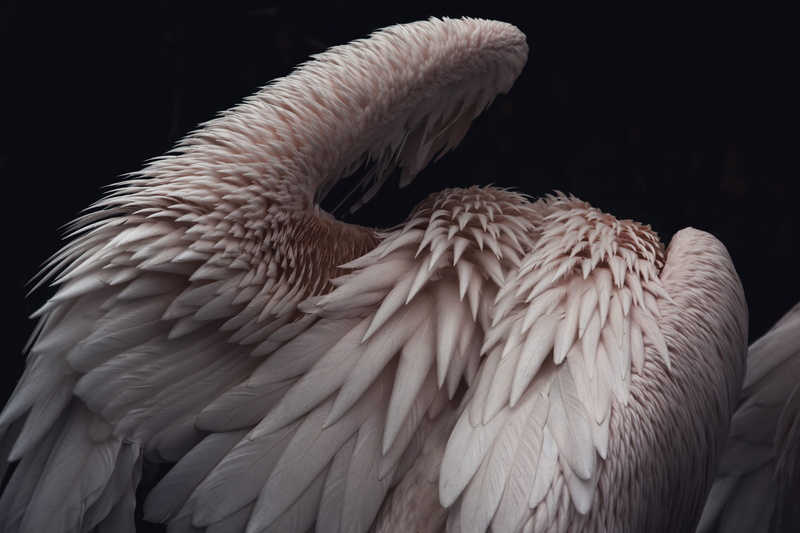 nature, surface, feathered, 5K, calm, brown, pelican, love, animal, shape, beak, dark, animal Wing, bird, albino, plumage, feather, flying, wildlife, wing