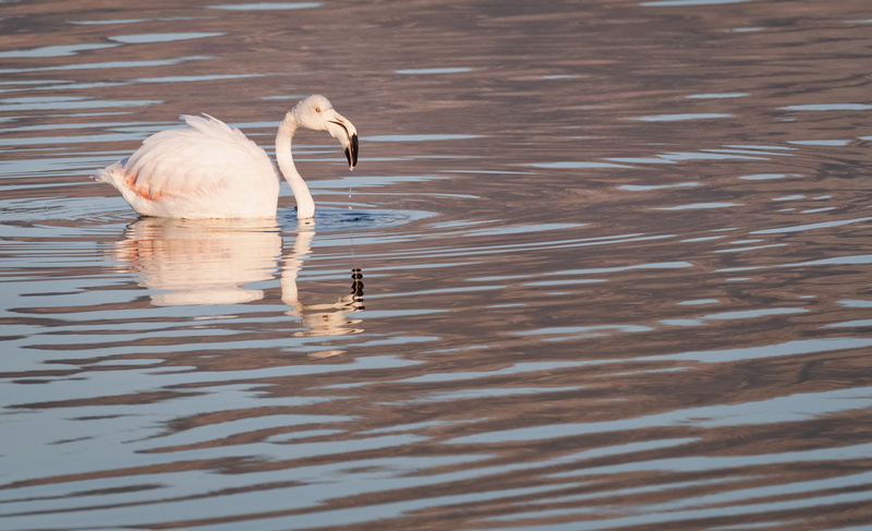 greater flamingo, white, love, reflection, wild, beauty, nature, no people, beak, water, 2K, animal wildlife, water bird, flamingo, beautiful, beauty in nature