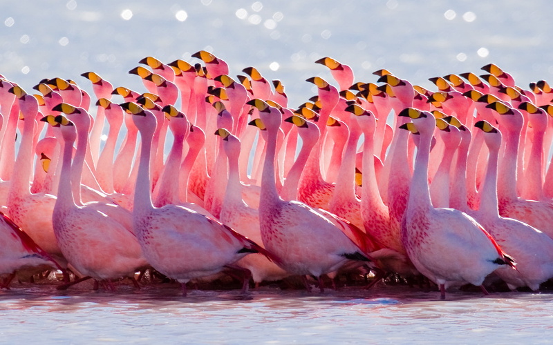 1080P, flamingo, hd, birds, beautiful, pink