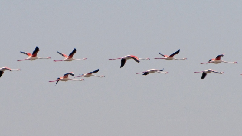 flying, outdoors, animals in the wild, flamingos, pink flamingo, motion, 2K, flock of birds, water bird, clear sky, on the move, copy space, vertebrate