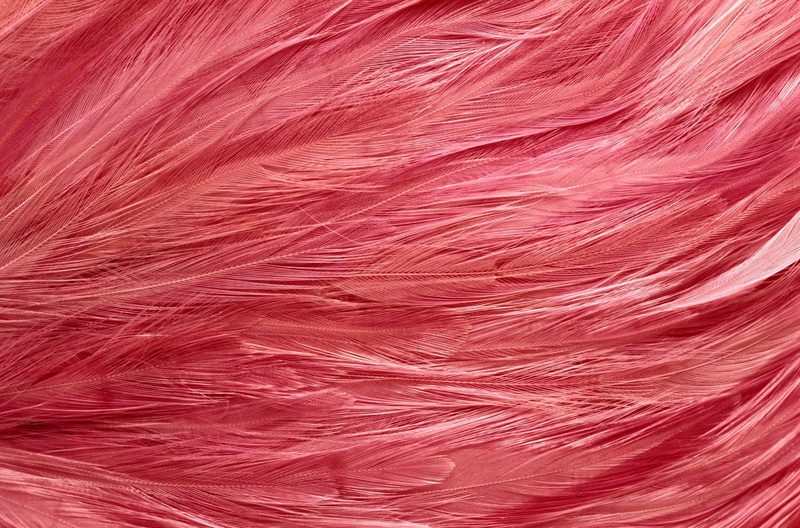 elegance, pink Color, background desktop, art and craft, red, macro, fashion, indoors, pattern, hair, creativity, beauty, full frame, abstract backgrounds