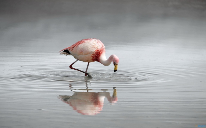 flamingo, birds, flamingos, 1080P, beautiful, pink, animals, water