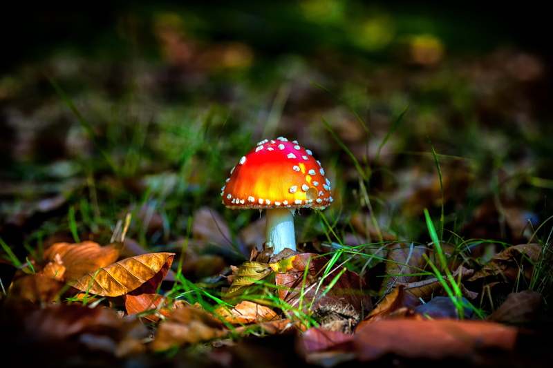 no people, vegetable, seasons, leaf, colorful, 5K, beauty in nature, poisonous, plant part, day, outdoors, mood, nature, fly agaric, golden autumn, autumn