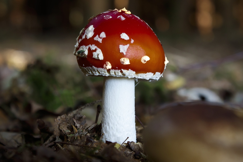 autumn, growth, fly agaric, amanita muscaria, focus on foreground, food and drink, green, day, white color, fly agaric mushroom, no people, food, flake